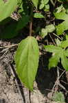 Swamp rosemallow